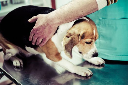 Dog at the vet in the surgery preparation room.