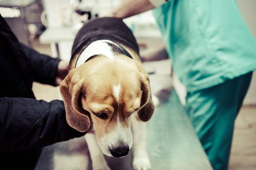 Dog at the vet in the surgery preparation room.