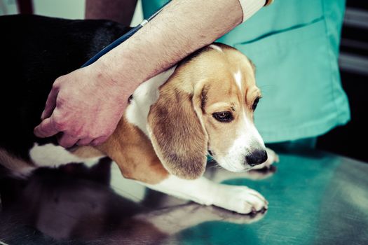 Dog at the vet in the surgery preparation room.