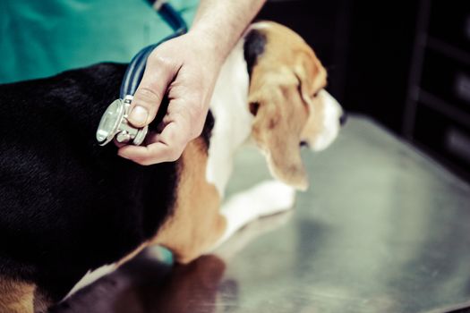 Dog at the vet in the surgery preparation room.