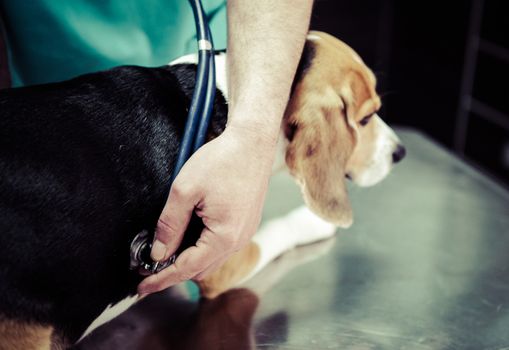 Dog at the vet in the surgery preparation room.