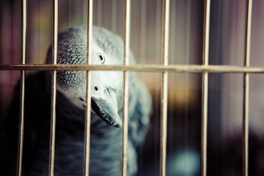 African Grey Parrot