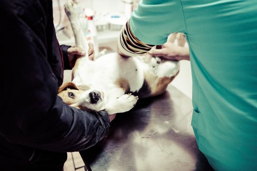 Dog at the vet in the surgery preparation room.