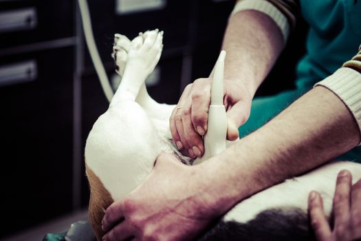 Dog at the vet in the surgery preparation room.