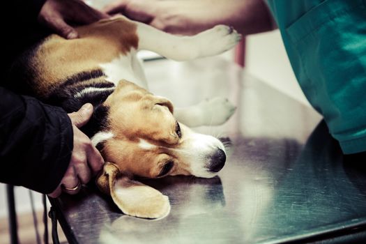 Dog at the vet in the surgery preparation room.