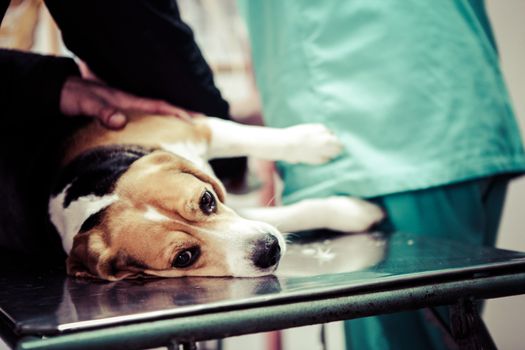 Dog at the vet in the surgery preparation room.