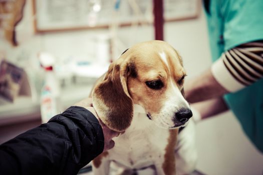 Dog at the vet in the surgery preparation room.