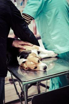 Dog at the vet in the surgery preparation room.