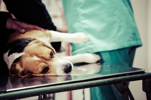 Dog at the vet in the surgery preparation room.