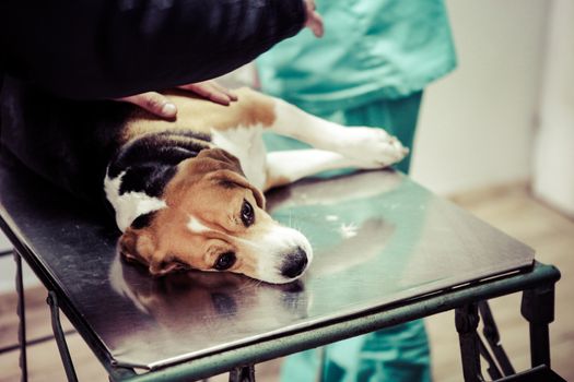 Dog at the vet in the surgery preparation room.