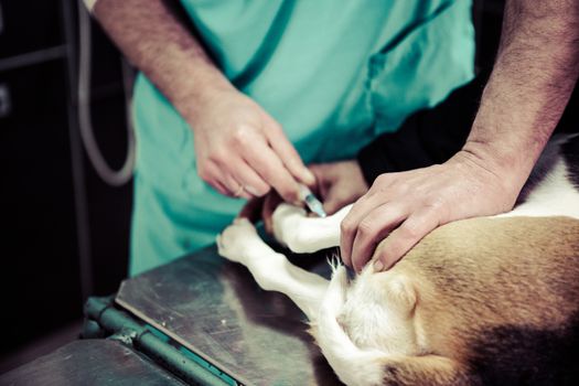 Dog at the vet in the surgery preparation room.