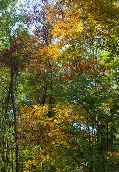 This is a colorful background of Fall colors among trees at Peace Valley, North Carolina.