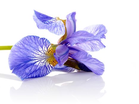 Iris flower. Blue iris. Petals of a  flower of an iris. Flower in dew drops. Flower petals in dew drops.