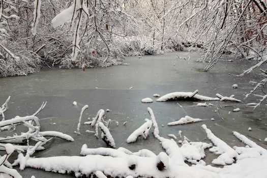 Frozen wetland in a forest of northern Illinois.