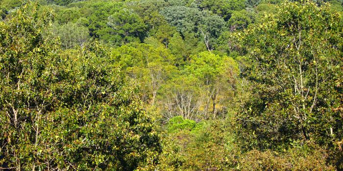 Panoramic background of a dense forest at Castle Rock State Park of Illinois.