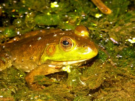 Bullfrog (Rana catesbeiana) in a pond of the Kettle Moraine State Forest of Wisconsin.