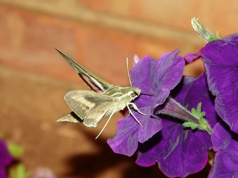 White-lined Sphinx (Hyles lineata) feeds on nectar of a garden flower in Illinois.