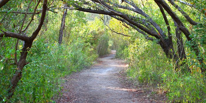 Trail winds through dense vegetation at Everglades National Park of Florida.