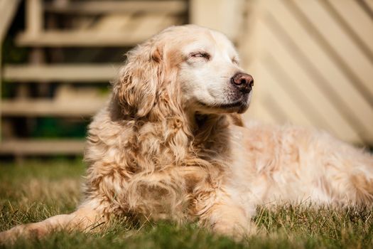 Old golden retriever laying on the grass