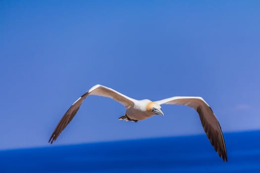 A Flying Northern Gannet near her colony on Bonaventure Island in Gaspesie, Quebec, Canada