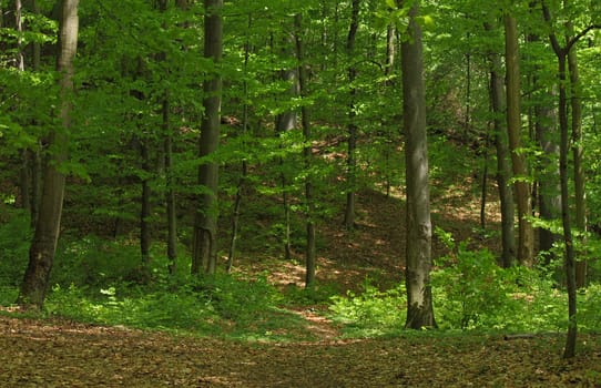 deciduous forest with European Beech trees