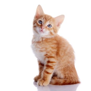 Red kitten. Sitting cat. Kitten on a white background. Red striped kitten. Small predator.