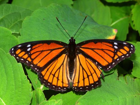 Viceroy Butterfly (Limenitis archippus) on vegetation in northern Illinois.