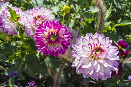 Beautiful colorful flower garden with various flowers