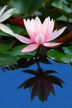 Blooming Pink Water Lily with Blue Sky Reflection