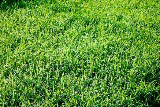 Sunlit Green Grass MeadowTexture