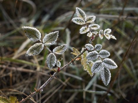 Rime covered leafs in park