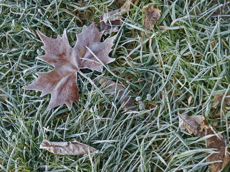 Maple leaf on the grass in morning frost 