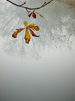 autumn leafs and reflection in the lake         