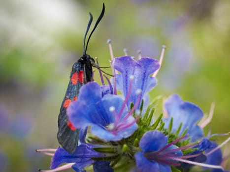 Five red spot black butterfly and flowers        