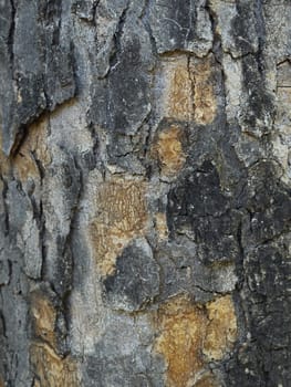 bark of tree in city park