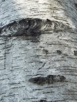 bark of tree in city park