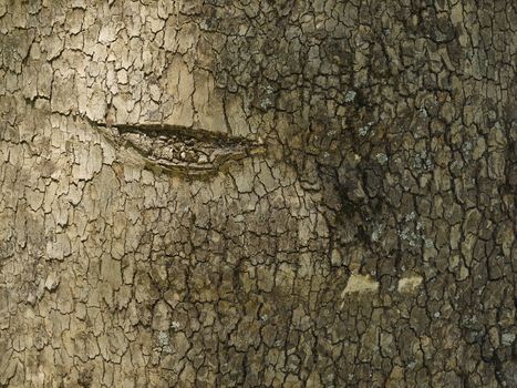 bark of tree in city park