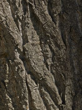 bark of tree in city park