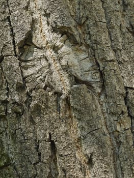bark of tree in city park