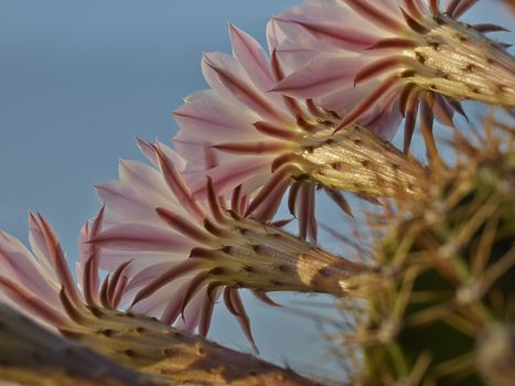 Violet flowers of Cactus       