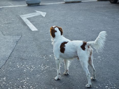 Irish setter on the street before turn-lane arrow sign        