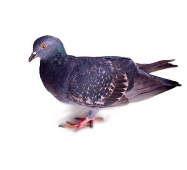 pigeon on a white background close up