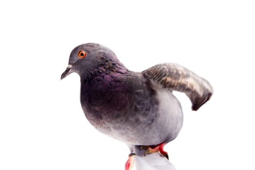 pigeon on a white background close up