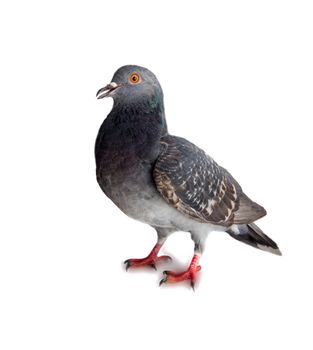 pigeon on a white background close up