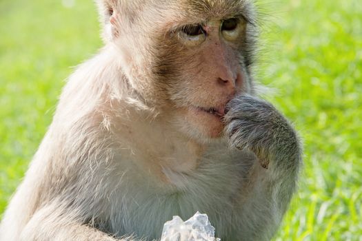 portrait of Long-tailed macaque, eating sunflower seed