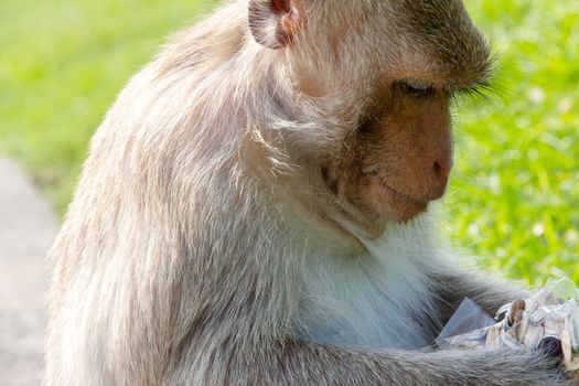 portrait of Long-tailed macaque, eating sunflower seed