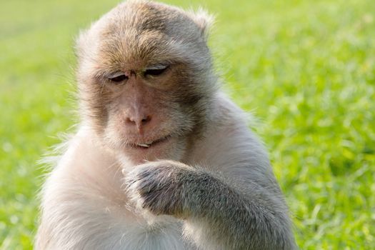 portrait of Long-tailed macaque, eating sunflower seed