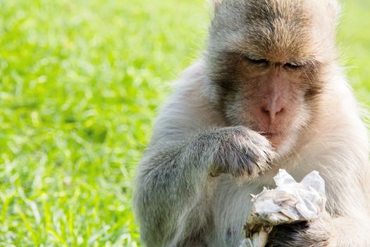 portrait of Long-tailed macaque, eating sunflower seed