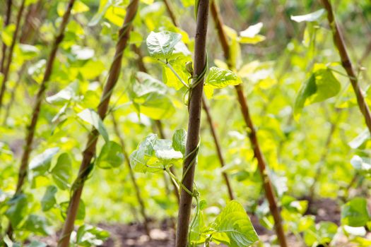 Yardlong bean farm