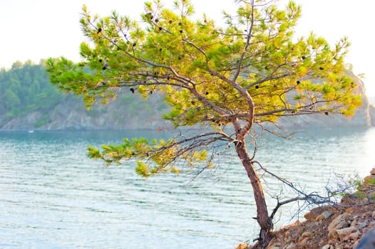 pine growing on the rocky shore of the Sea